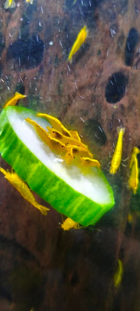 Gele / citroen garnalen, Kreeft, Krab of Garnaal, Zoetwatervis, Schoolvis