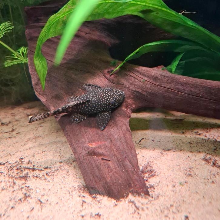 Ancistrus, Dieren en Toebehoren, Vissen | Aquariumvissen, Zoetwatervis, Vis