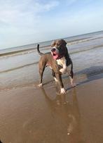 American bully XL dekreu king kodiak lijn, Particulier, Reu, Buitenland, Parvo