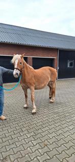 Haflinger, Dieren en Toebehoren, Merrie, Minder dan 160 cm, Recreatiepaard