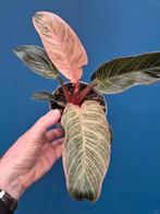 Philodendron Pink Birkin p12 (2)