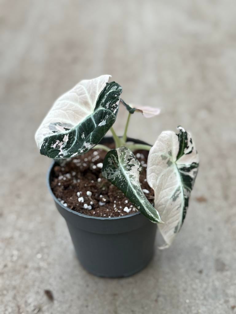 Alocasia Black Velvet Pink Variegata, Huis en Inrichting, Kamerplanten, Ophalen of Verzenden, Halfschaduw, Minder dan 100 cm