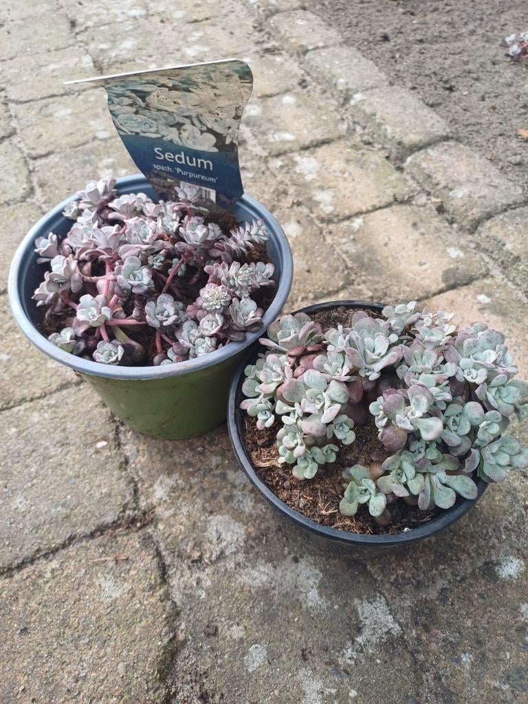 Sedum, Ophalen, Bodembedekkers, Volle zon, Vaste plant