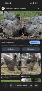 Blauwe brahma hen gezocht, Dieren en Toebehoren, Pluimvee, Vrouwelijk, Kip