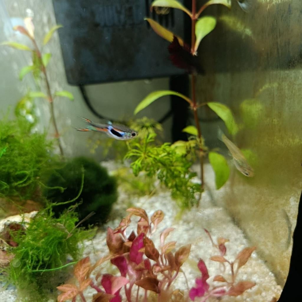 Gratis guppy's, Dieren en Toebehoren, Vis