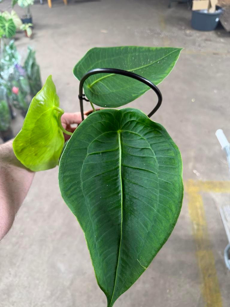 Anthurium peltigerum - Zeldzame Aroid in 12 cm pot, Ophalen of Verzenden