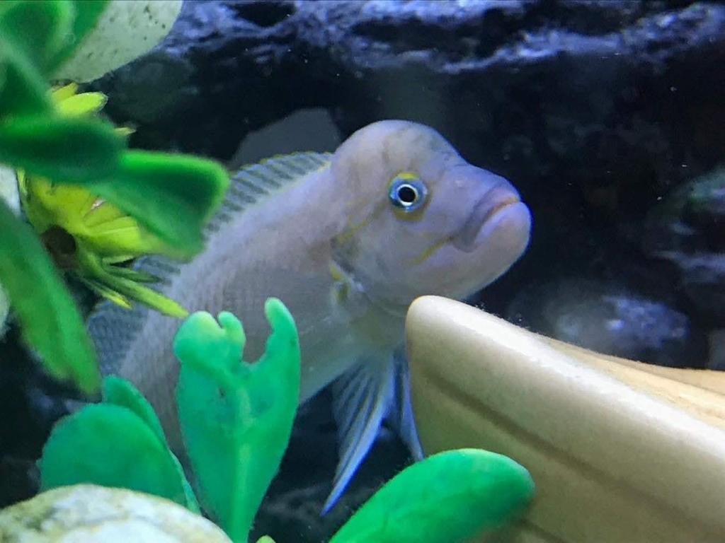 Telmatochromis burgeoni, Dieren en Toebehoren, Vissen | Aquariumvissen, Vis