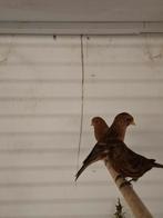 Barmsijs pop donkerfactor 2024, Dieren en Toebehoren, Vogels | Overige Vogels, Vrouwelijk, Wildzangvogel, Geringd