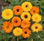 Zaden Goudsbloem - Calendula Officinalis Pacific Beauty, Verzenden, Voorjaar, Volle zon, Zaad