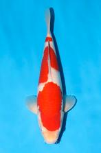 VHQ JUMBO TOSAI MOMOTARO bloodline KAMUY KOHAKU, Karper of Koi