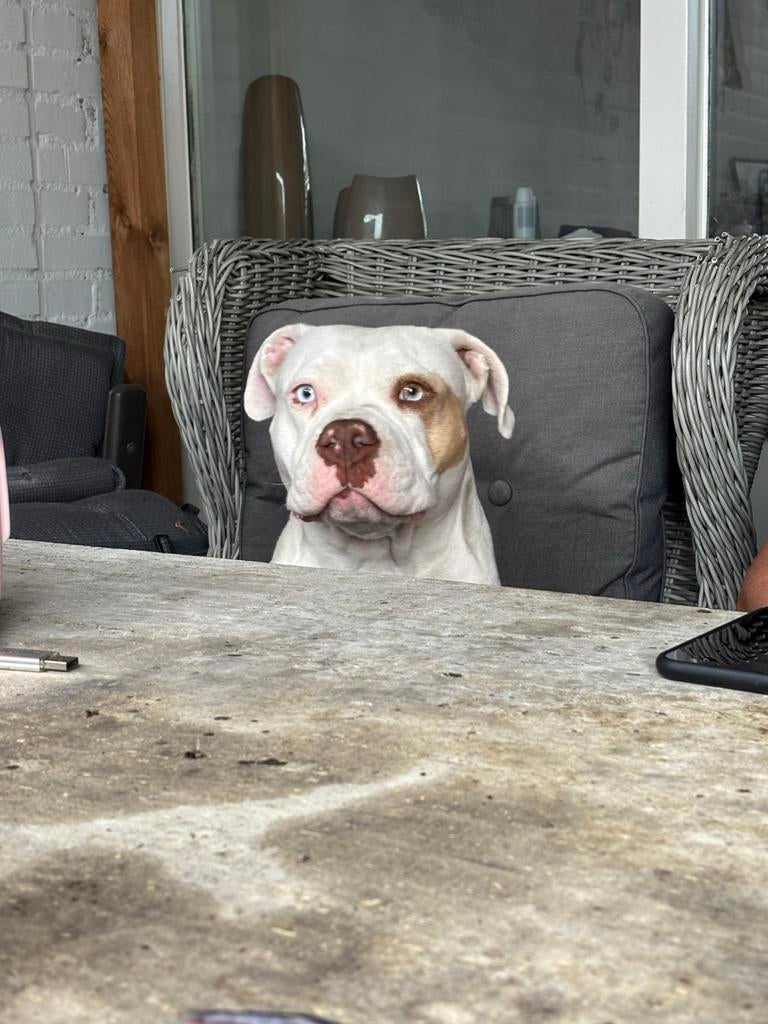 Pocket  bully, HCC (leverziekte), Teef, Bulldog, Eén hond