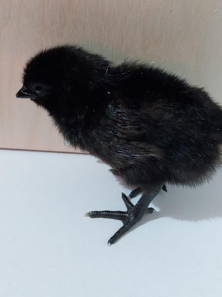 Ayam Cemani kuikens (Hennen), Dieren en Toebehoren, Pluimvee, Vrouwelijk, Kip