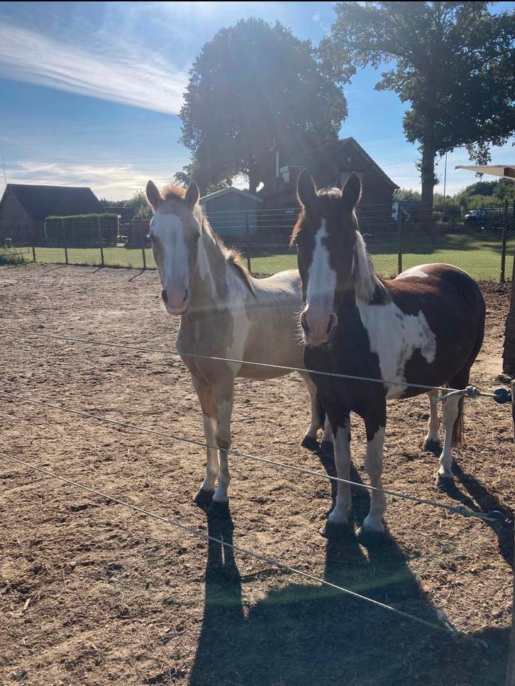 Altijd al je eigen pony willen hebben?, Dieren en Toebehoren, Pony's, Meerdere dieren, B, C pony (1.27m tot 1.37m), 7 tot 10 jaar
