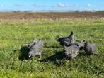 Jonge tamme Amrock kriel kippen gesekst & ingeënt, Dieren en Toebehoren, Pluimvee, Vrouwelijk, Kip