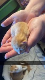 Kittens 19 maart, Dieren en Toebehoren, Poes, Kortharig