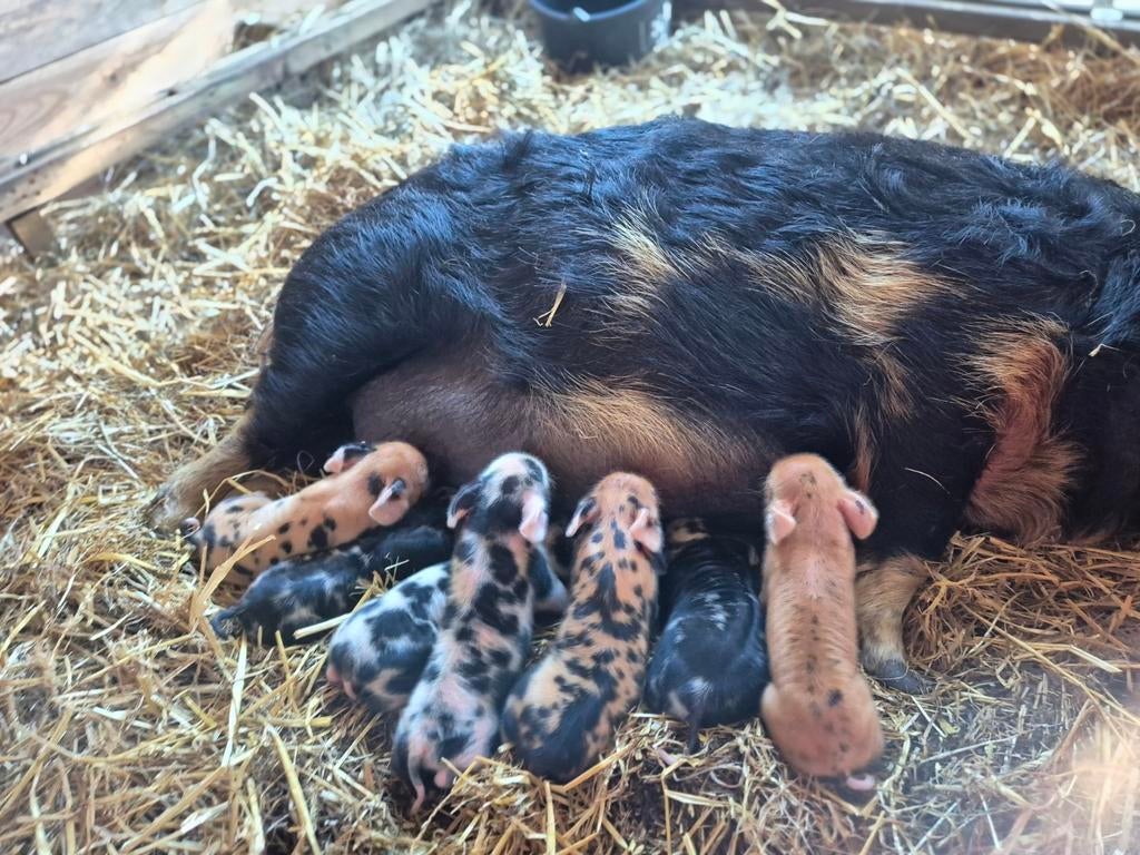 Kune kune biggen, Dieren en Toebehoren, Schapen, Geiten en Varkens, Meerdere dieren, Varken, 0 tot 2 jaar