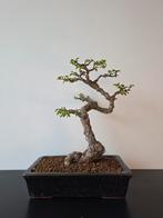 Kurkiep Bonsai (Ulmus parvifolia) - 40cm hoog, Bloeit niet, Overige soorten, Minder dan 100 cm, Ophalen
