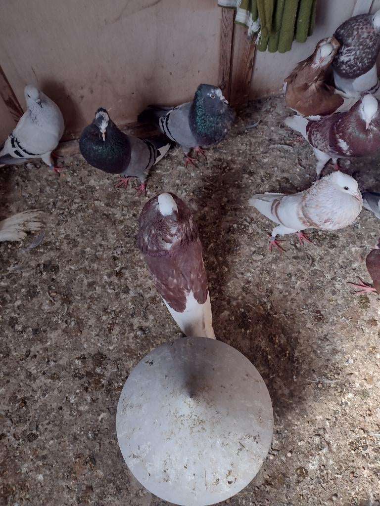 Sierduiven Thüringen kroppers, Meerdere dieren, Kropper