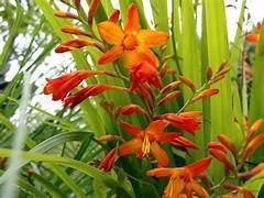 Crocosmia, Tuin en Terras, Planten | Tuinplanten, Vaste plant, Overige soorten, Halfschaduw, Zomer, Ophalen