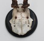 3 x antiek REE GEWEI op houten schild - 1915/1917/1923, Verzamelen, Dierenverzamelingen, Ophalen of Verzenden, Gebruikt, Hert