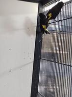 Mooi koppel zwarte sijzen te koop! Zwarte sijs, Meerdere dieren, Tropenvogel, Geringd