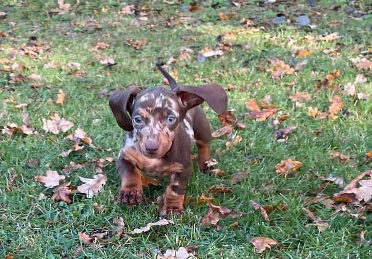 Te Koop erg mooie merle dwergteckel pups puppy, Dieren en Toebehoren, Honden | Teckels en Dashonden, Teef, Korthaar, Dwerg, Fokker | Professioneel