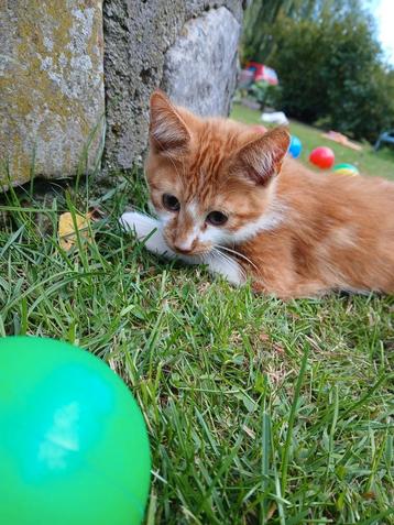 Leuke kitten beschikbaar voor biedingen