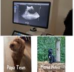 Aankondiging nestje Labradoodles oktober 2025, Dieren en Toebehoren, Honden | Retrievers, Spaniëls en Waterhonden, Parvo, Overige rassen