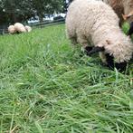 Walliser schwarznase ooilam, Dieren en Toebehoren, Schapen, Geiten en Varkens, Vrouwelijk, Schaap