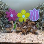 Jonge tamme Cream legbar kuikens gesekst en ingeënt, Meerdere dieren, Kip