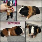 Cavia zeugje, Dieren en Toebehoren, Cavia, Juli, Vrouwelijk, Tam