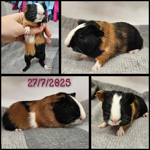 Cavia zeugje, Dieren en Toebehoren, Knaagdieren, Vrouwelijk, Cavia, Juli, Tam