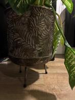 Bloempot met plant, Tuin en Terras, Bloempotten, Gebruikt, Rond, Binnen, Minder dan 40 cm