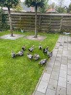 Te koop Wyandotte kippen, Vrouwelijk, Kip