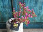 PTMD kunsttak sterrenbloem fuchsia roze 47cm (NIEUW), Nieuw, Ophalen of Verzenden