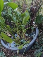 Diverse waterplanten water lelies en krabbescheer 4 euro ps., Tuin en Terras, Vijvers, Ophalen of Verzenden, Zo goed als nieuw
