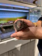 Ratjes super super lief en echt super tam., Rat, Augustus, Meerdere dieren, Tam