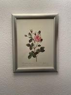 Pierre-Joseph Redouté - Rosa Gallica Agatha incarnata, Antiek en Kunst, Kunst | Schilderijen | Klassiek, Ophalen