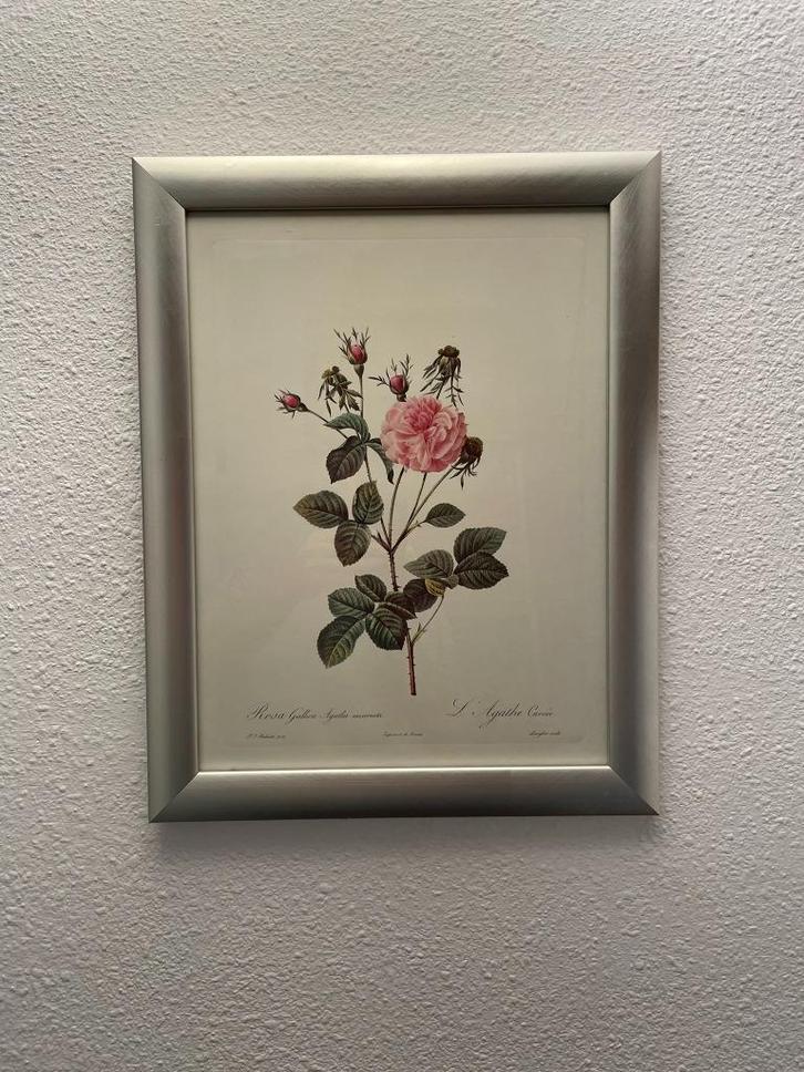 Pierre-Joseph Redouté - Rosa Gallica Agatha incarnata, Antiek en Kunst, Kunst | Schilderijen | Klassiek, Ophalen