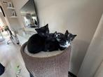 Super schattige kittens te koop, Dieren en Toebehoren, Katten en Kittens | Overige Katten, Meerdere dieren, Kortharig, 0 tot 2 jaar