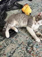 Kitten - (alle spullen gaan mee) - prijs bespreekbaar, Dieren en Toebehoren, Katten en Kittens | Overige Katten, Poes, Kortharig