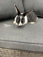 Laatste baby konijntje van nestje, Dieren en Toebehoren, Konijnen, Meerdere dieren, Dwerg