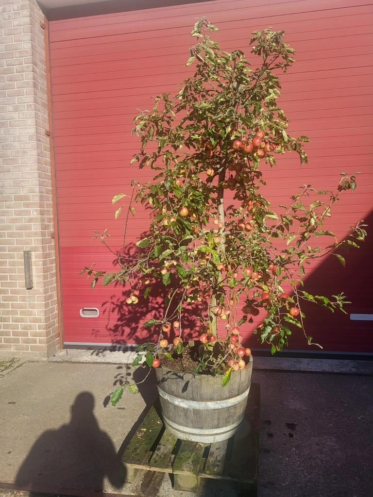 Oude fruitbomen in houten wijnvat, Ophalen of Verzenden, Volle zon, Overige soorten, 100 tot 250 cm