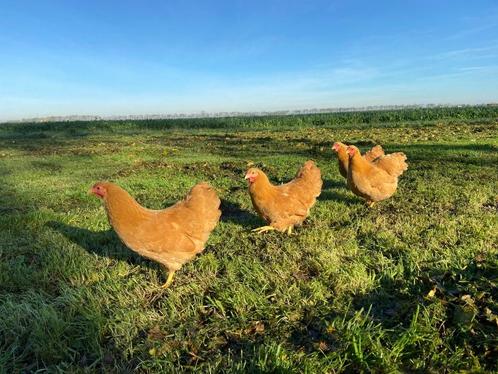 Wyandotte kriel kip verschillende kleuren gesekst + ingeënt, Dieren en Toebehoren, Pluimvee, Kip, Vrouwelijk
