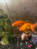 GRATIS!!! 3 goudvissen, Dieren en Toebehoren, Vissen | Aquariumvissen, Zoetwatervis