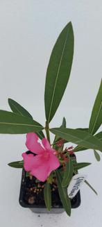 Nerium oleander Grandiflorum licht roze, Ophalen of Verzenden, Zomer, Overige soorten, Volle zon