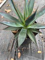 Agave shaka  zulu, Tuin en Terras, Planten | Tuinplanten, Ophalen of Verzenden, Overige soorten, Volle zon