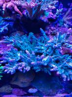 Acropora stek, Dieren en Toebehoren