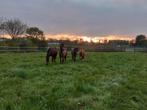 Stal voor het opgroeiende paard, Dieren en Toebehoren, Stalling en Weidegang, Weidegang, 4 paarden of pony's of meer
