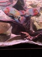 Te koop synspilum cichliden 2 koppels, Dieren en Toebehoren, Vissen | Aquariumvissen, Vis